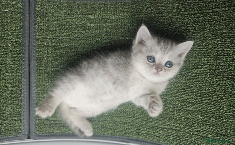 British Shorthair cats - Advert 3