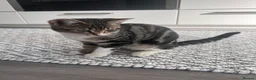 Bengal cats for sale: Kitten  - Advert 8