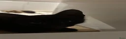 Mixed Breed cats for sale: 3 kittens for sale  - Advert 8