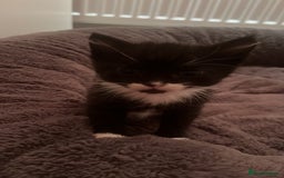 Mixed Breed cats for sale: 4 beautiful kittens - Image 4