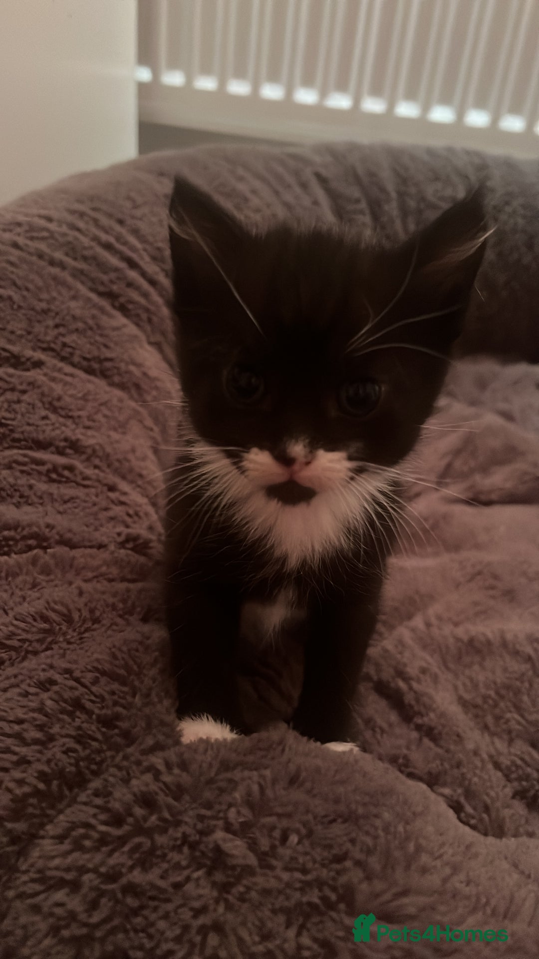 Mixed Breed cats for sale: 4 beautiful kittens - Image 4