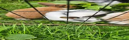 Mixed Breed rabbits for sale: Mini lop x Netherlands dwarf - Advert 14