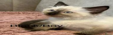 Ragdoll 2