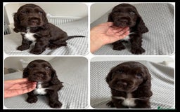 Cocker Spaniel dogs for sale: Beautiful show cocker spaniel puppy - Image 8
