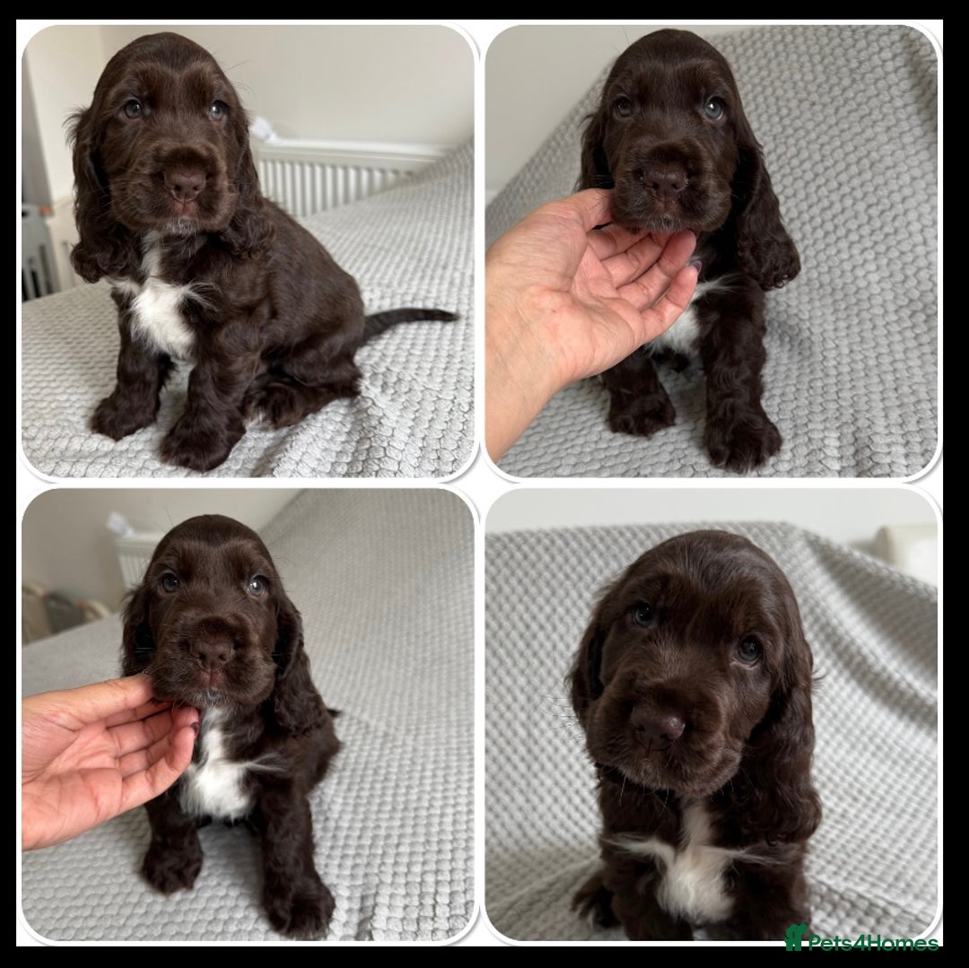 Cocker Spaniel dogs for sale: Beautiful show cocker spaniel puppy - Image 8