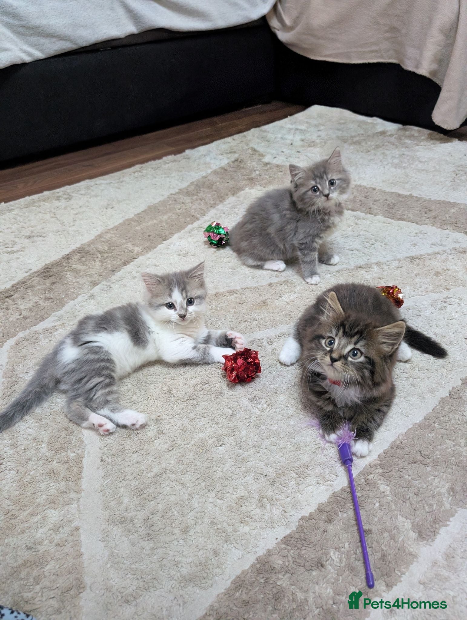 Siberian cats Siberian crossed kittens  - Advert 1