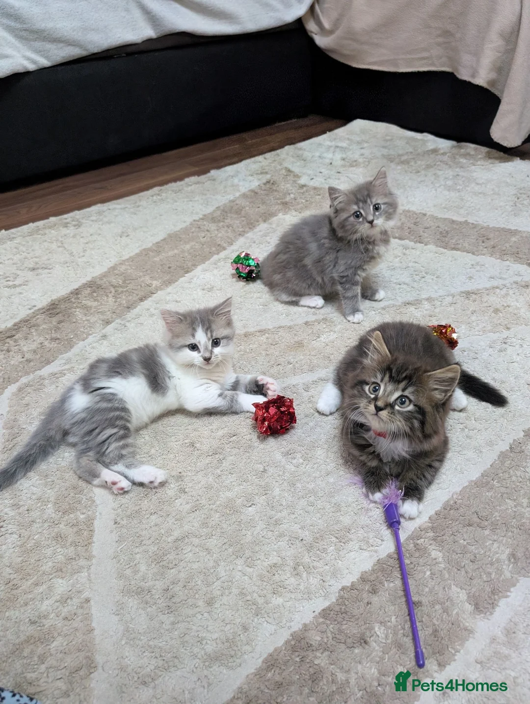 Siberian cats for sale: Siberian crossed kittens  - Advert 1