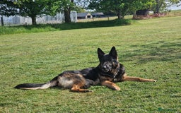 German Shepherd dogs for sale: German Shepherd puppies - Image 3