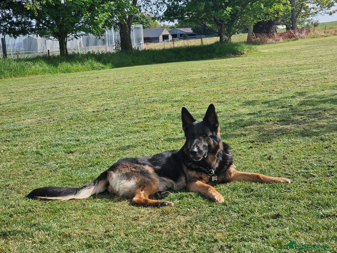 German Shepherd dogs for sale: German Shepherd puppies - Image 3