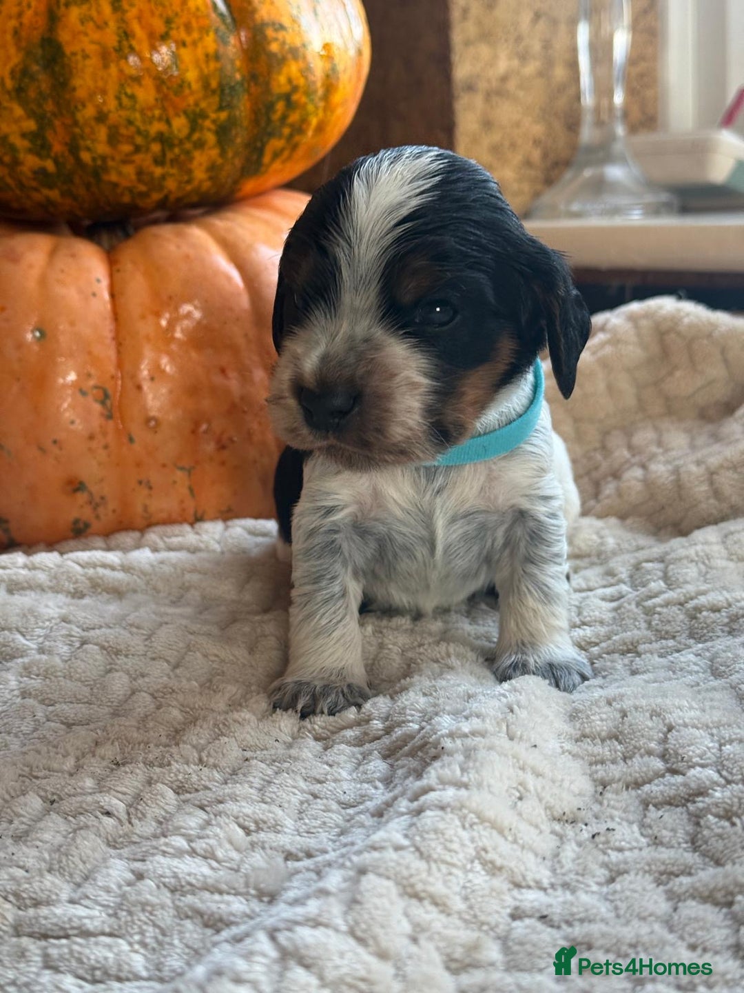 Cocker Spaniel dogs for sale: Show cocker spaniels  - Advert 9