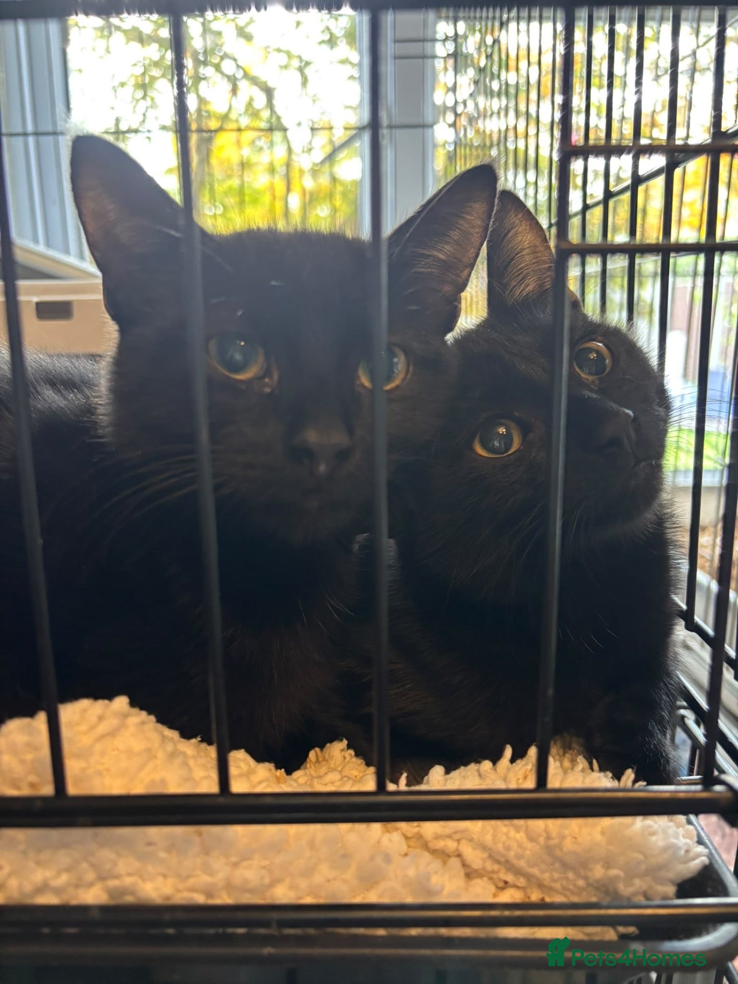 Domestic Shorthair cats Ross & Chandler - Adopt Cats in Crisis East London - Advert 1