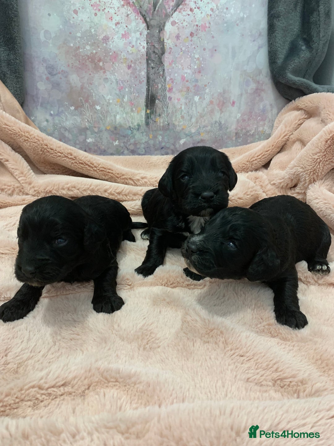 Cockapoo dogs for sale: F1 & F1b puppies. Health tested.  - Image 14