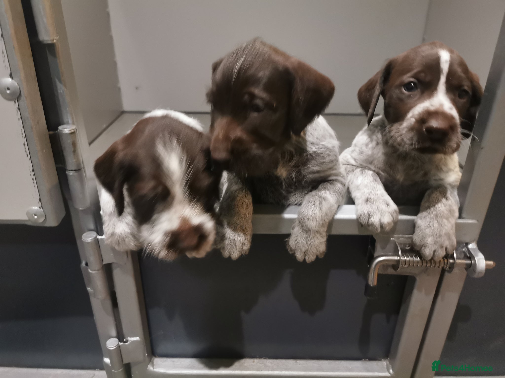 German Wirehaired Pointer dogs 4 x beautiful german wirehaired pointers  - Advert 2