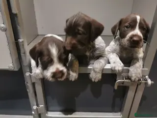 German Wirehaired Pointer dogs 4 x beautiful german wirehaired pointers - Advert 7
