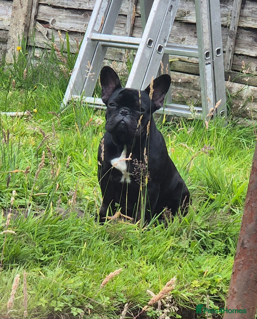French Bulldog dogs for sale: French bulldog puppies looking for forever home - Advert 12