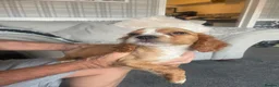 Cocker Spaniel dogs for sale: 2 girls & 2 boys cocker spaniels in Enfield - Advert 9
