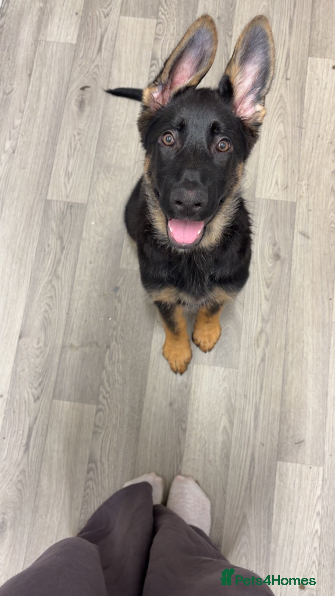 German Shepherd dogs German shepherd female - Advert 1