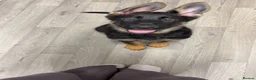 German Shepherd dogs for sale: German shepherd female - Advert 1