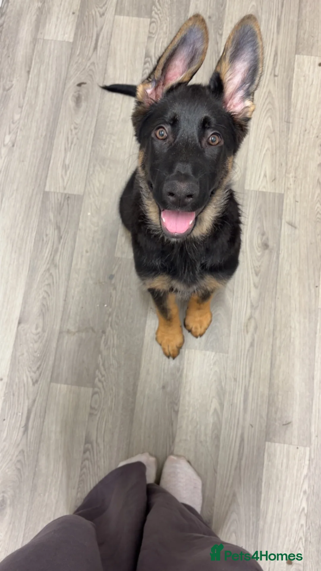 German Shepherd dogs for sale: German shepherd female - Advert 1