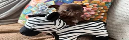 Chihuahua dogs for sale: Beautiful Chihuahua Pups - Last Puppy - Advert 3