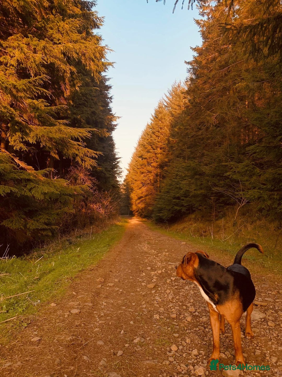 Mixed Breed dogs for sale: A beautiful litter of Rottweiler/staff/mastiffs - Advert 22