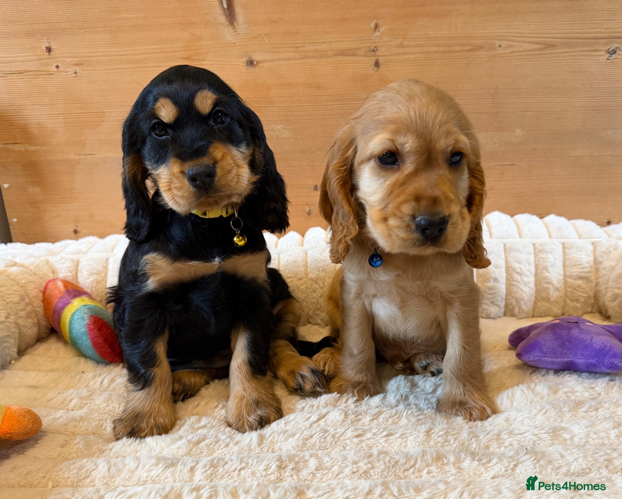 Cocker Spaniel dogs * 1 male and 1 female left * - Advert 1