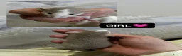 Rat rodents for sale: Baby Dumbo Rats  - Advert 11