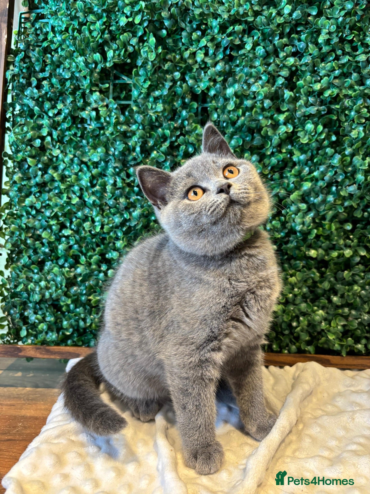 British Shorthair cats British Shorthair Kittens Blue - Advert 1