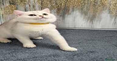 British Shorthair cats British shorthair golden TICA - Advert 2