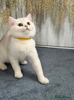 British Shorthair cats British shorthair golden TICA - Advert 8