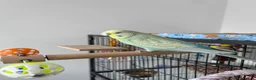 Budgerigars birds for sale: 4 budgies for sale. in Birmingham - Advert 11