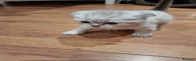 Scottish Fold Kitten 2