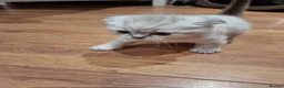 Scottish Fold cats for sale: Scottish Straight and Scottish Fold  - Advert 2