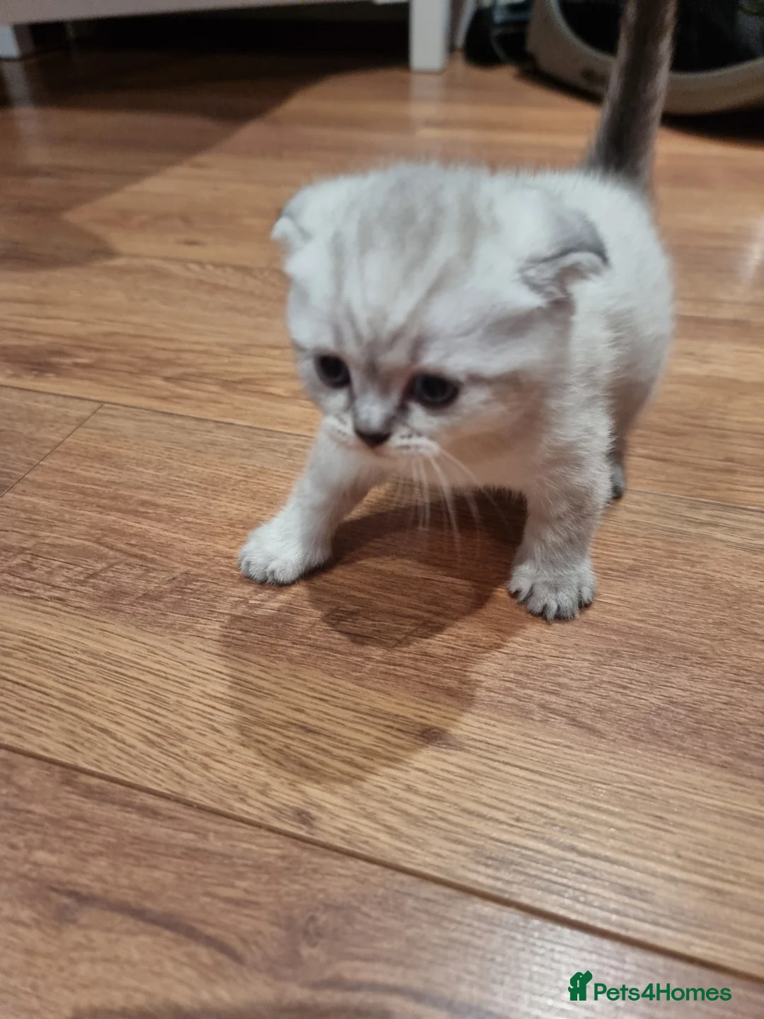 Scottish Fold cats for sale: Scottish Straight and Scottish Fold  - Advert 2