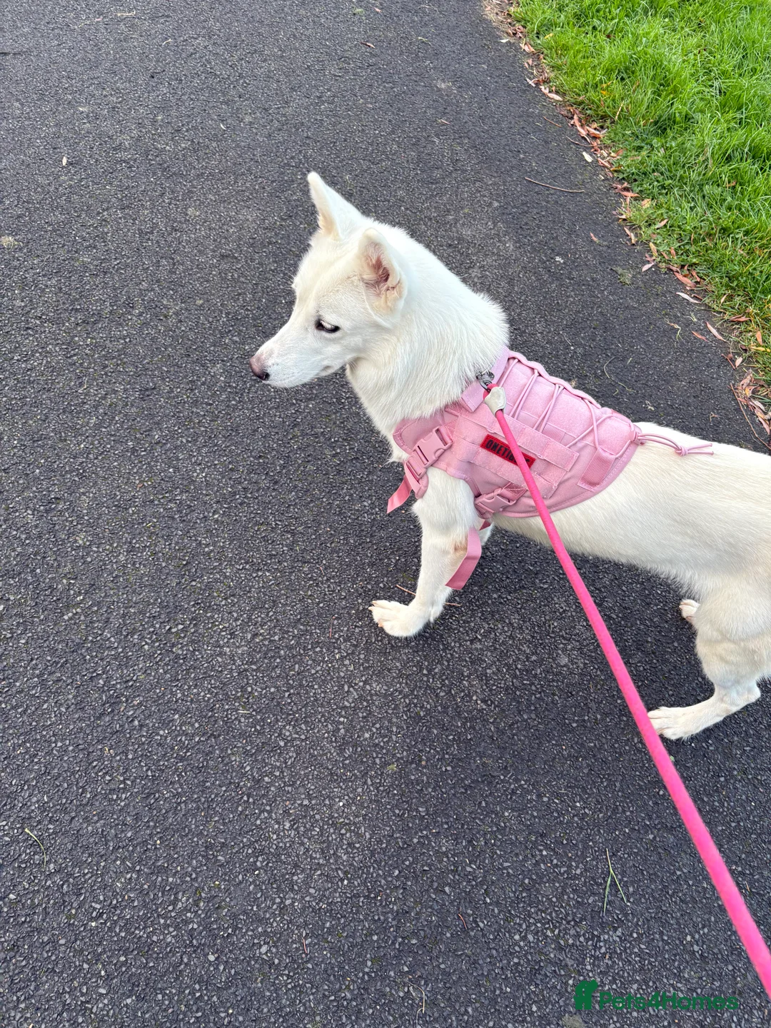 Siberian Husky dogs for sale: Siberian husky (female) 1 year old - Advert 5