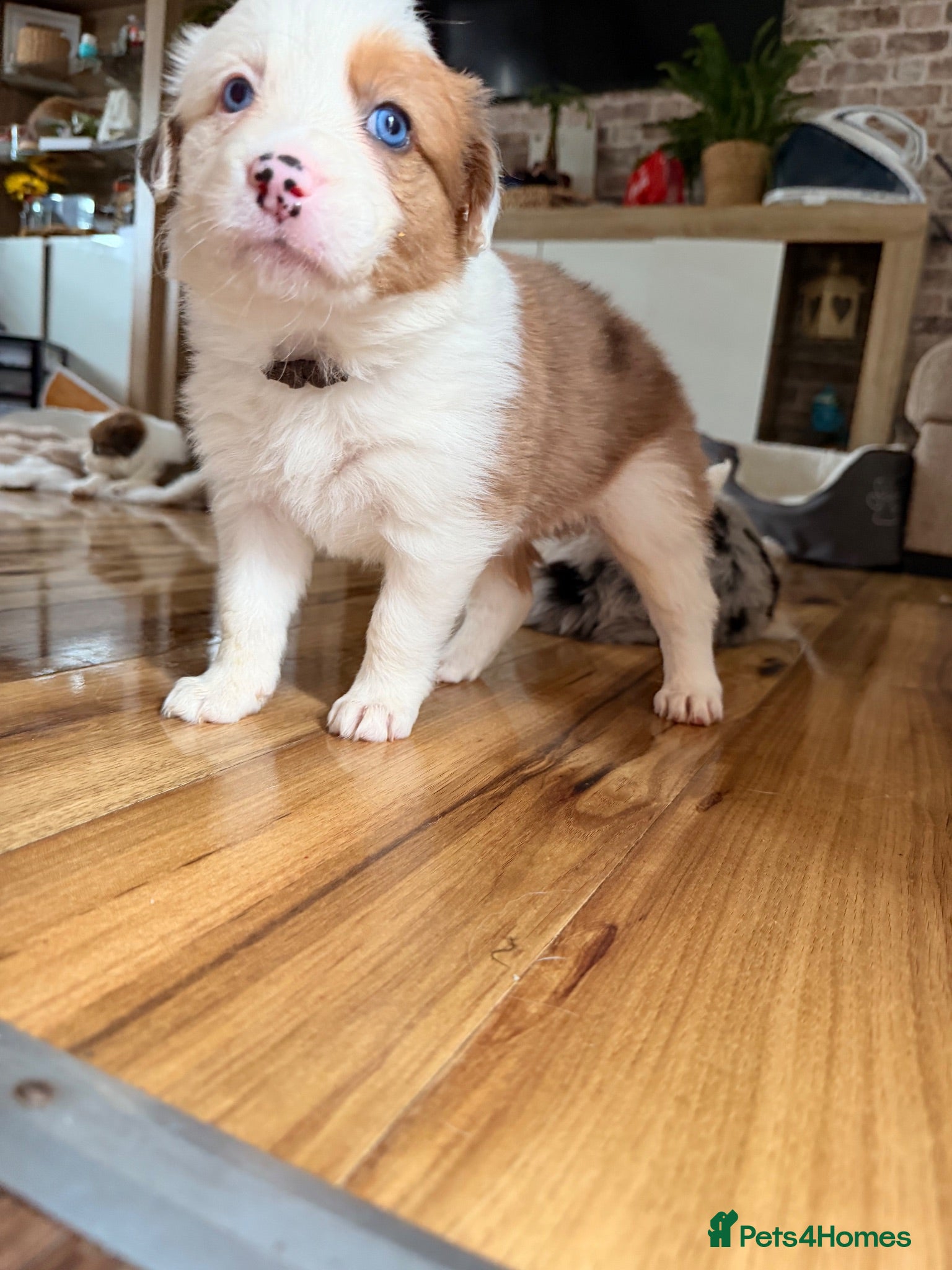 Border Collie dogs Stunning Show line puppies,various colours  - Advert 2