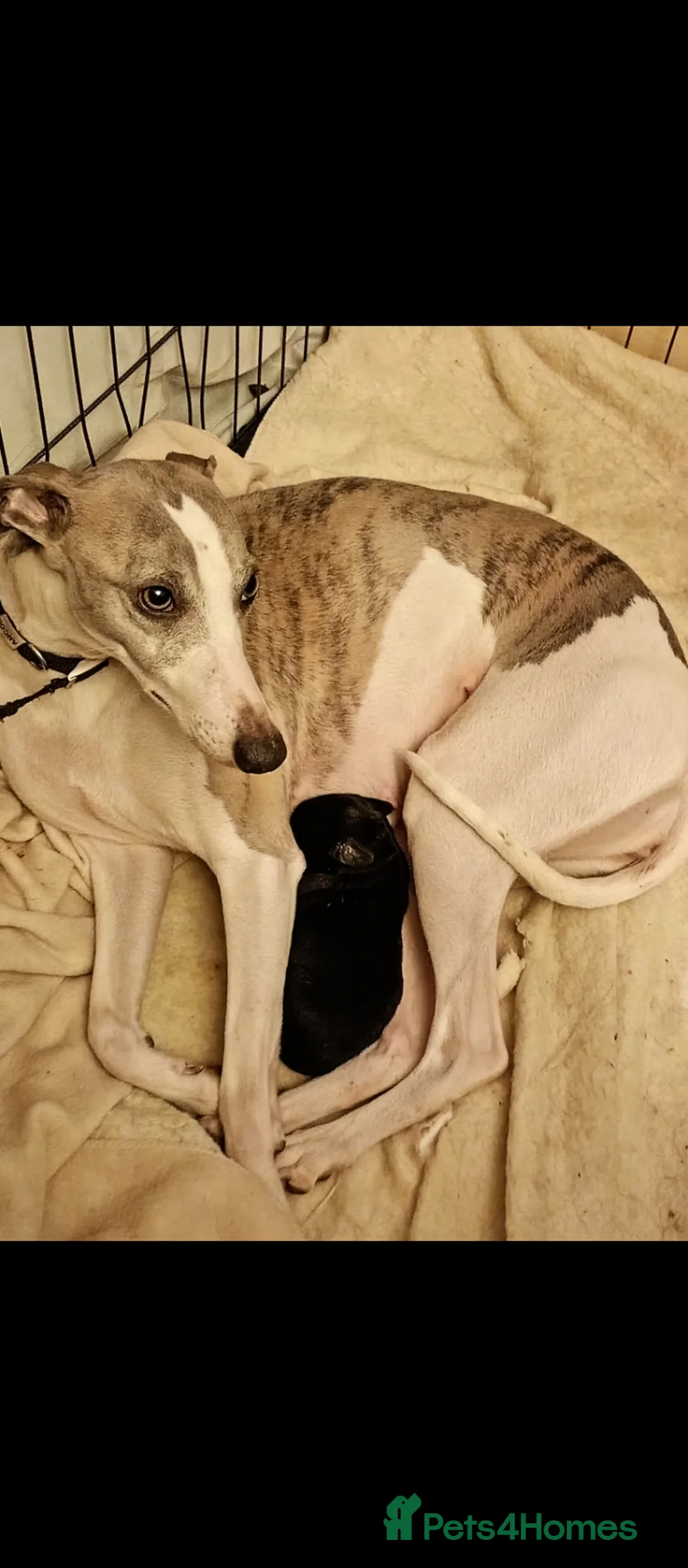 Mixed Breed dogs for sale: Male F1 whippet x poodle - Advert 1