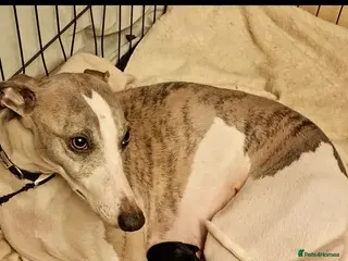 Mixed Breed dogs Male F1 whippet x poodle - Advert 1