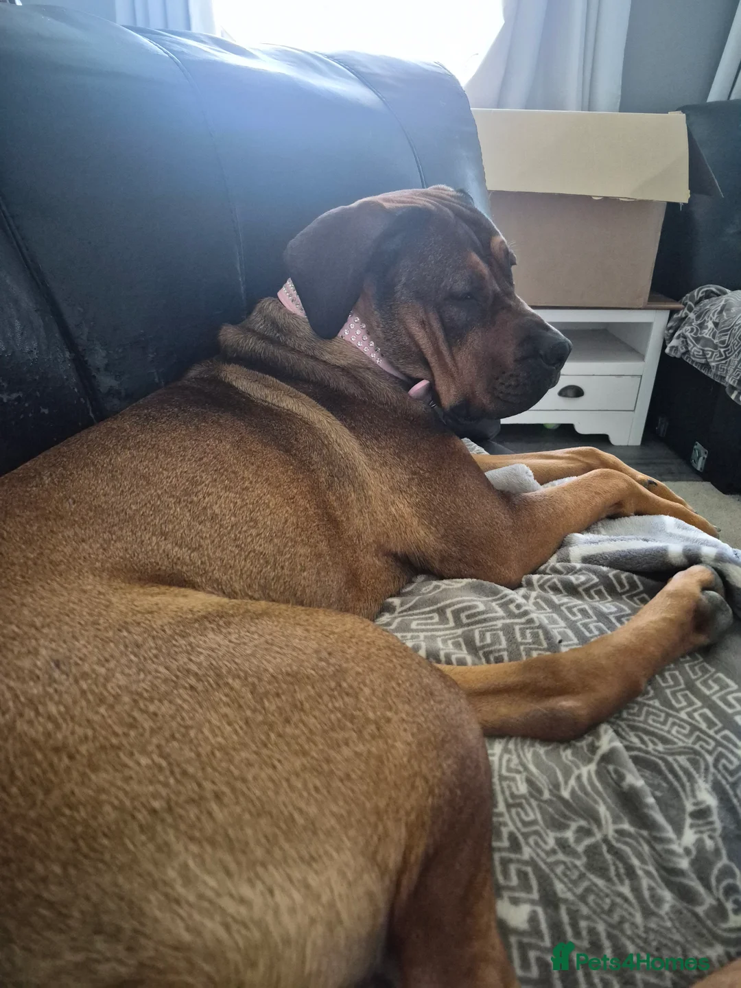 Mixed Breed dogs for sale: Rotti  ** tiff in Ashford - Advert 2