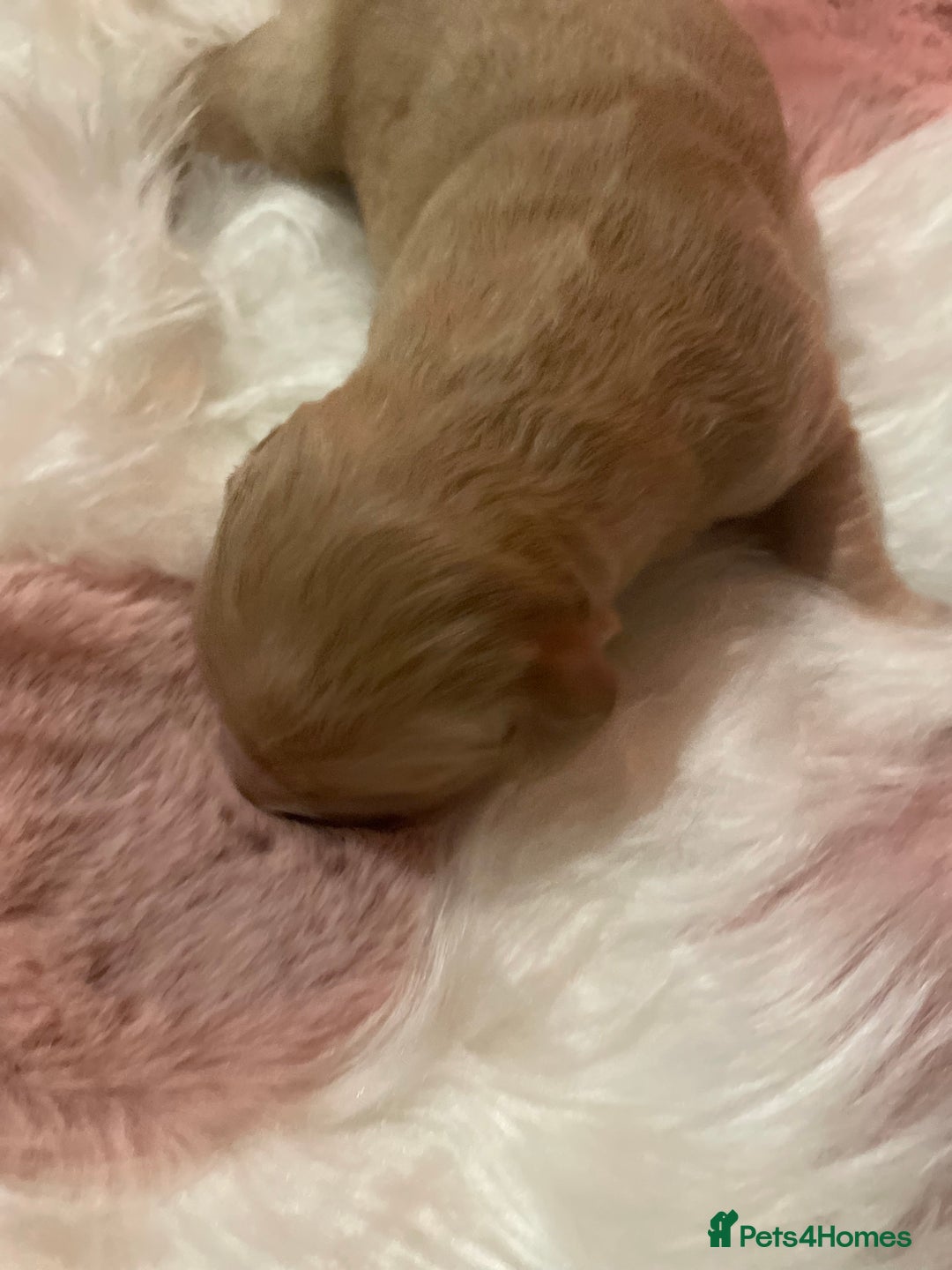 Mixed Breed dogs for sale: Golden retriever x Flatcoat retriever  - Advert 9