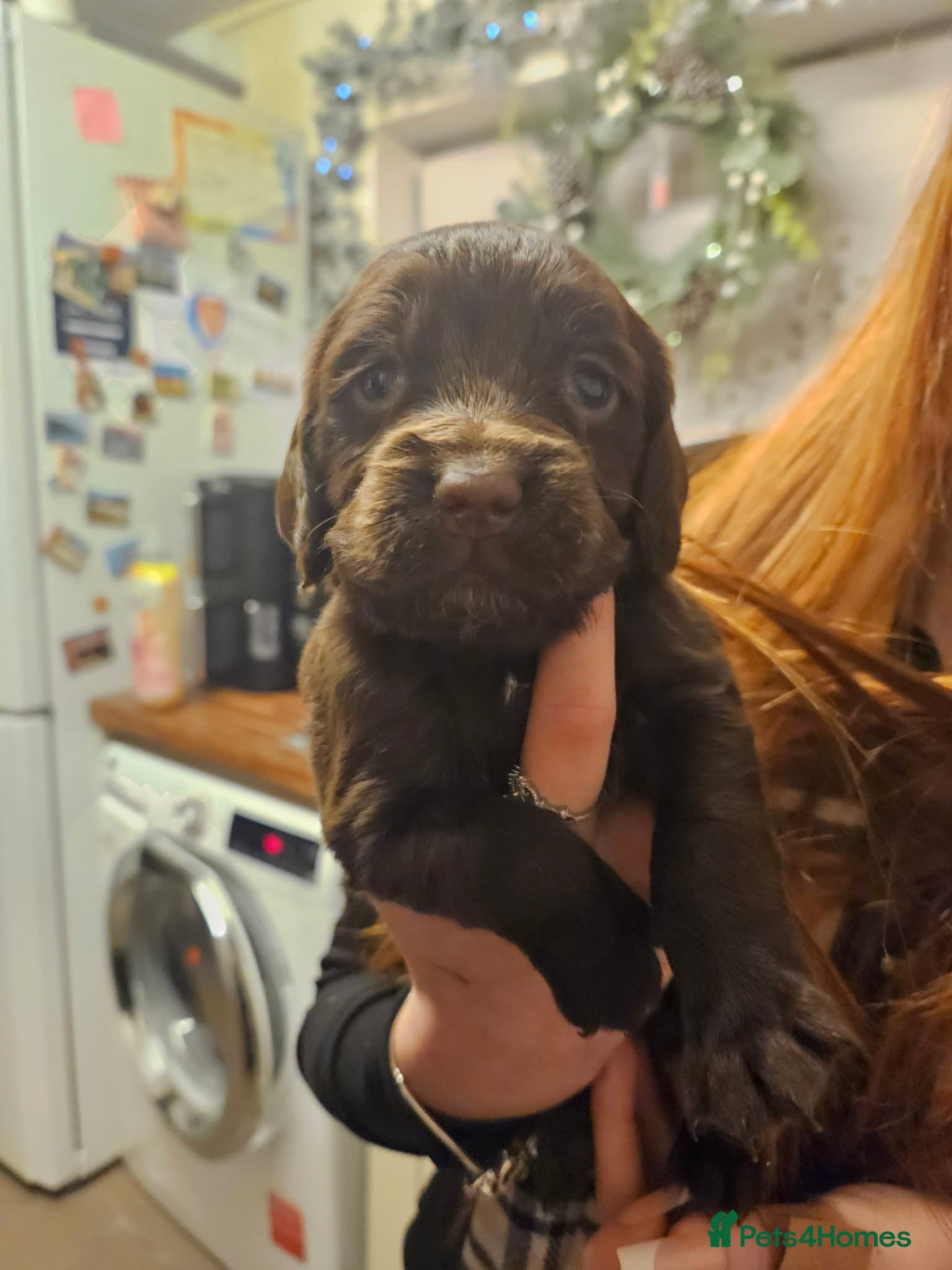 Cocker Spaniel dogs Cocker spaniel puppies - Advert 3