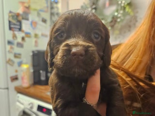 Cocker Spaniel dogs Cocker spaniel puppies - Advert 3