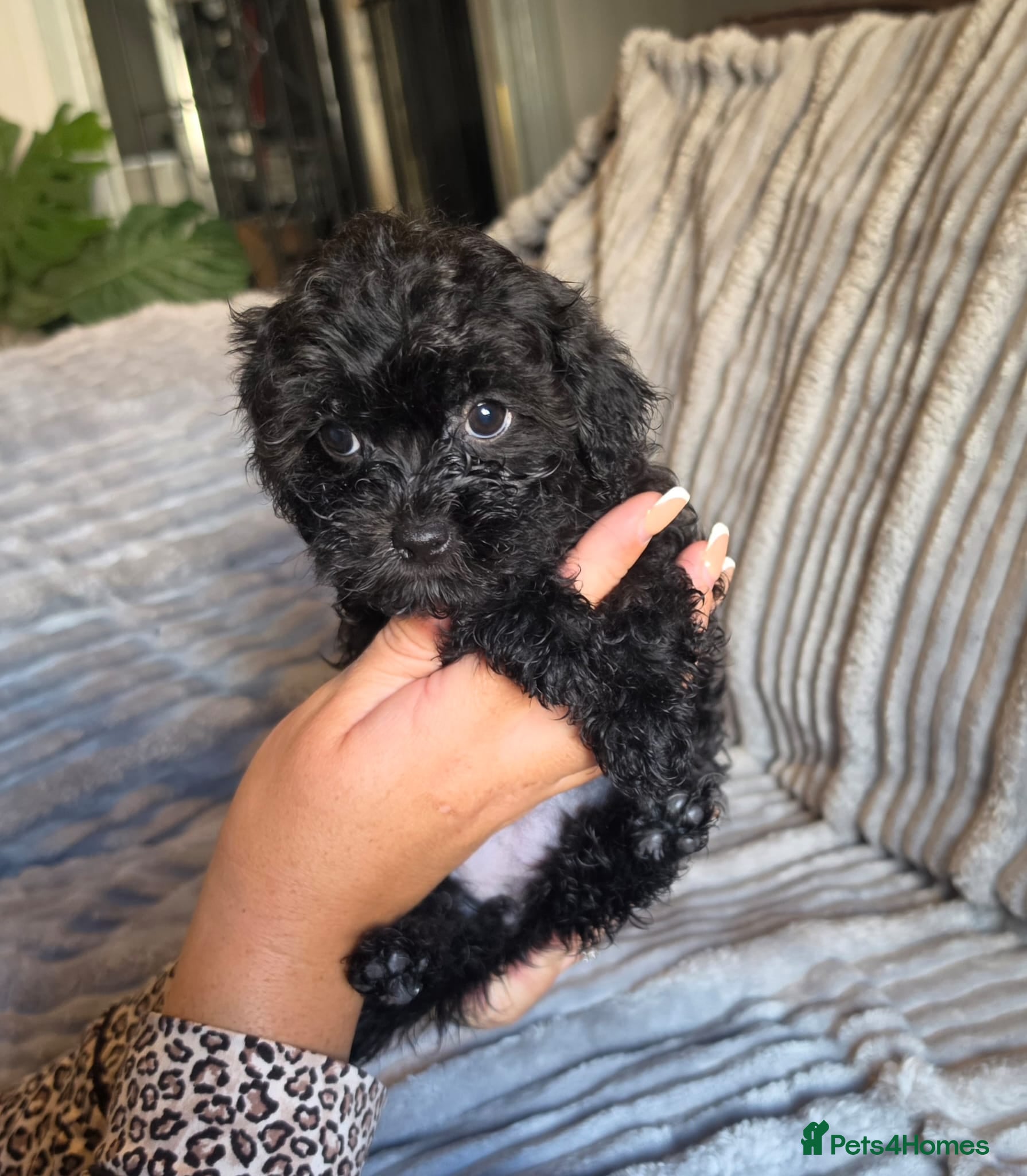 Shihpoo dogs Shihpoo puppies ready friday - Advert 5