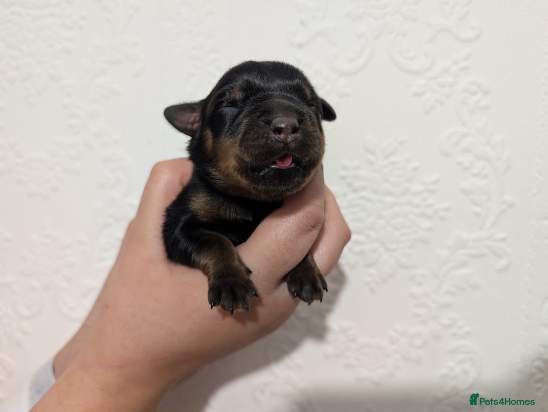 Rottweiler dogs for sale: 🐶 Rottweiler Puppies – German ADRK Bloodlines - Image 11