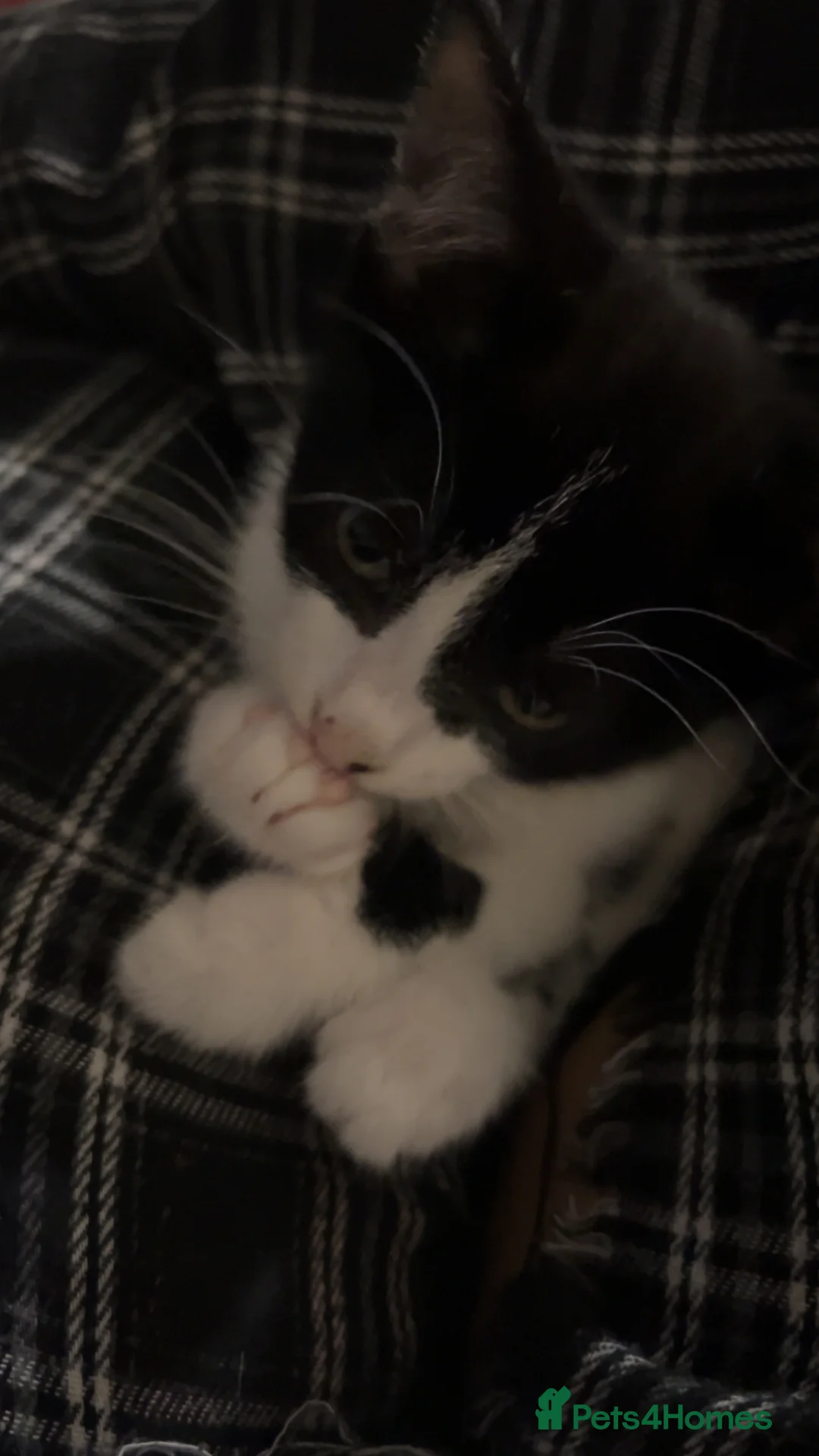 Mixed Breed cats for sale: black and white spotty female  - Advert 2