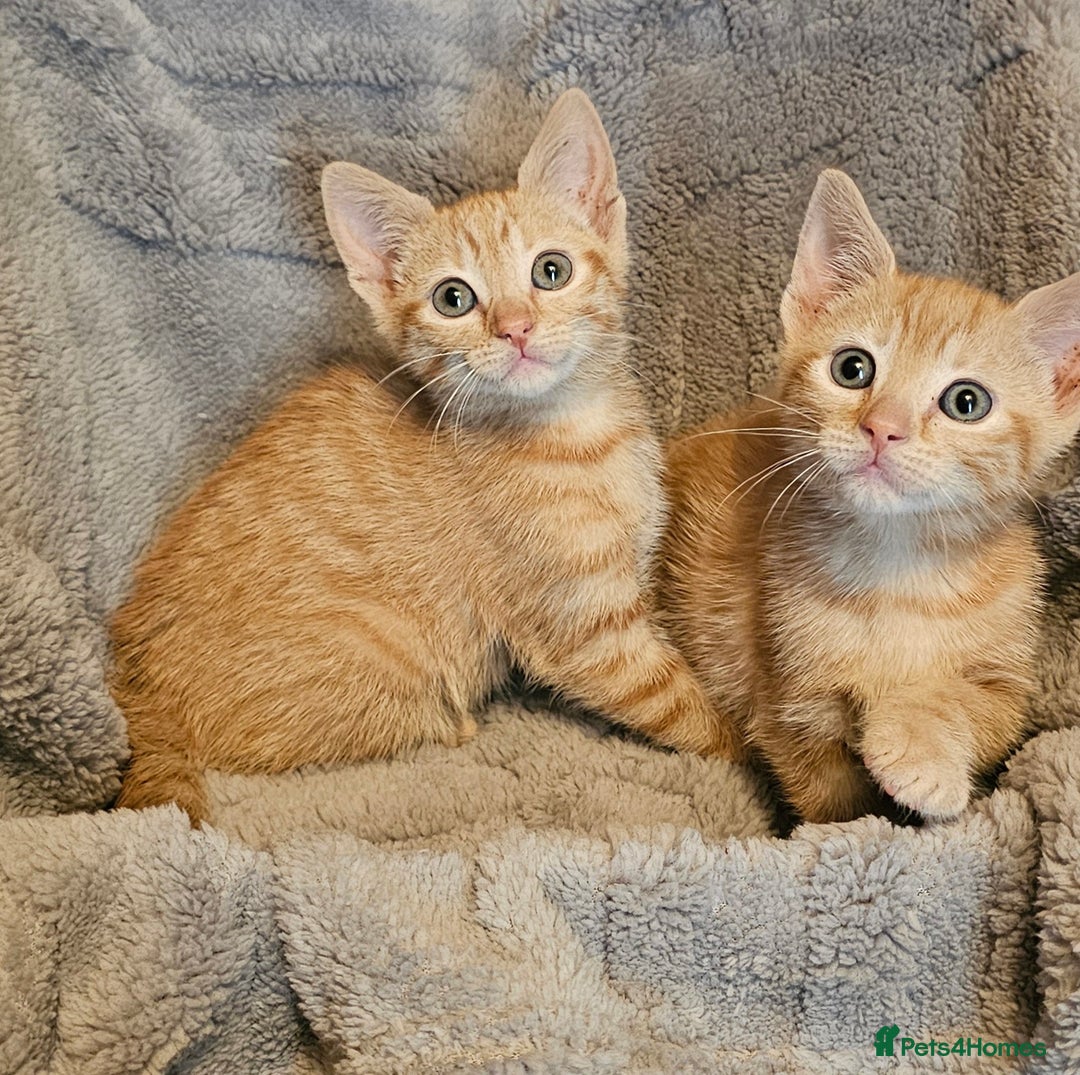 Maine Coon cats for sale: Kittens ready now - Advert 1