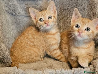 Maine Coon cats Kittens ready now - Advert 1