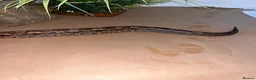 Boa Snake reptiles for sale: Madagascar ground boas babies in Camberley - Advert 4