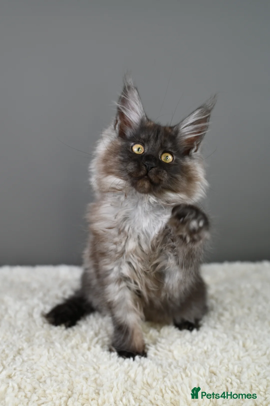 Maine Coon cats for sale: 🧬 STUNNING KITTENS - TICA REGISTERED 🎖️ - Advert 18