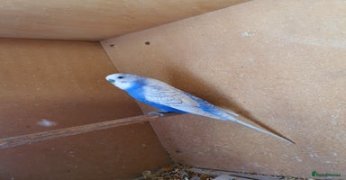 Budgerigars birds - Advert 7